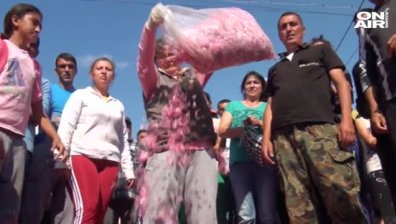 Розопроизводители на протест заради ниската изкупна цена на розовия цвят