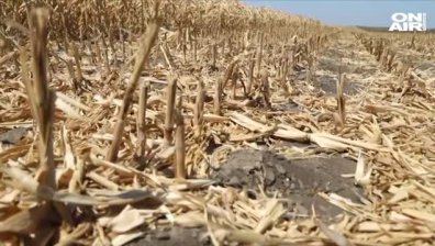 Земеделските стопани очакват рекордно ниско производство заради сушата