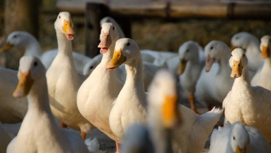 Испания забрани отглеждане на птици заради птичия грип