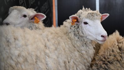 Кои са неизвестните болести, които убиват овцете у нас?