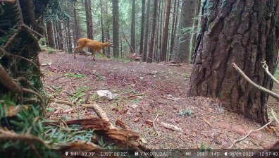 Хванаха бракониери благодарение на фотокапан в Национален парк "Рила"