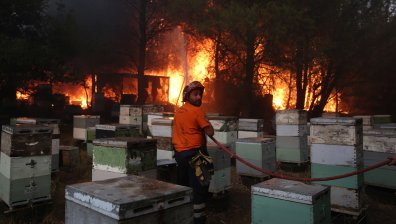 Разраства се пожарът в Атина, пламъците са близо до жилищните сгради