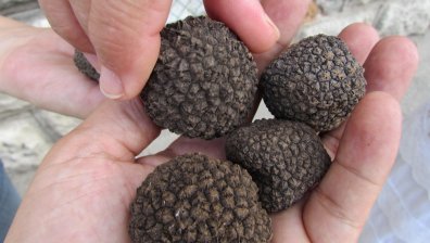 Берачите на "трюфели", с чиято продажба ОПГ точила хазната, дори не познавали видовете гъби