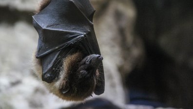 Австралиец почина от рядък вирус, причинен от ухапване от прилеп