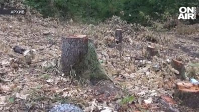 Сигнали за незаконна сеч в Северозапада: Частни лесовъди се оплакват от репресии