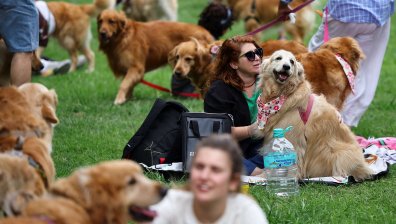 Аржентина гони рекорд със среща на голдън ретрийвъри (СНИМКИ)