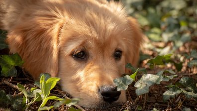 Голдън Ретривър заведе пожарникари до заклещеното си кученце (ВИДЕО)