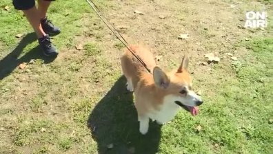 Изложба на кралската порода кучета "Корги" в София, състезаваха се в изпълнение на команди