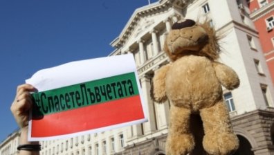 Решиха съдбата на лъвчетата от Разград - няма да бъдат отглеждани у нас!