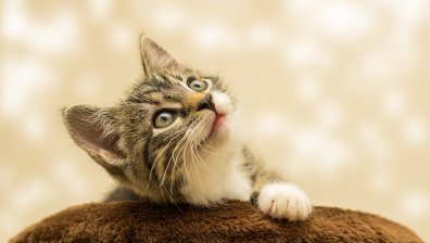 Испания прие нови мерки за защита на домашните любимци