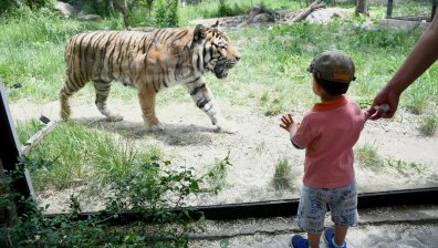 Усмивки, игри и приключения за малчуганите в зоопарка за 1 юни (СНИМКИ)