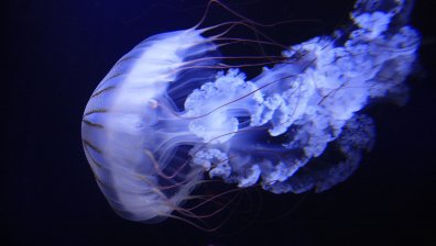 Гигантска медуза плува в кристалните води във Венеция (+Видео)