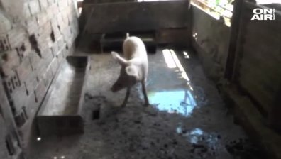 Започва евтанизация на свине в Мизия