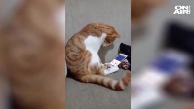 Трогателно видео с котка, тъгуваща за своя починал стопанин, развълнува милиони