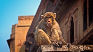 Маймуни в Индия откраднаха кръвни проби на болни от Ковид-19