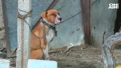 Перничанка поиска да осинови питбула от Мокрище, убил дете