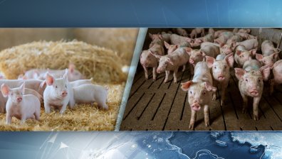 ЕС ни помага с близо 3 млн. евро в борбата с африканската чума