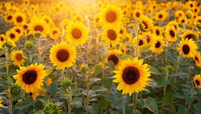 Предимно слънчева събота с валежи и гръмотевици на отделни места