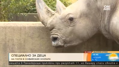Забавления и викторини в Столичния зоопарк по случай Световния ден на носорога