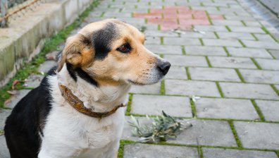 Мъж от Дупница уби куче с отрова и получи условна присъда