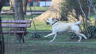 Агресивно куче напада колоездачи и пешеходци в район "Овча купел"