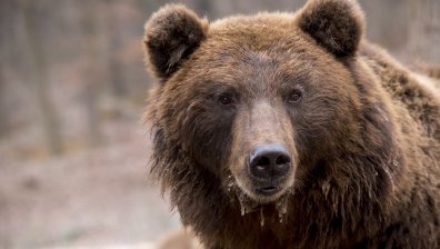 Страх в Родопско: От 3 години мечка напада къщите в с. Давидково