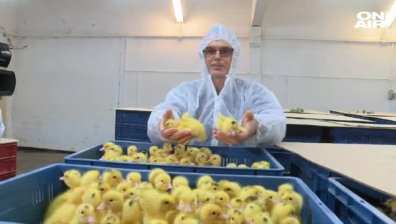 Птицевъди от Хасково на протест: Остават без работа заради открит птичи грип