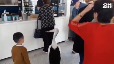 Пеликан влезе в ресторант, нареди се на опашката (Видео)