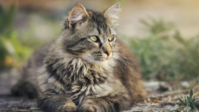 Котка стана шеф на полицейско управление в Япония