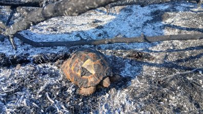 Костенурки, таралежи, лалугери, птици... Стотици животни загинаха в пожарите у нас