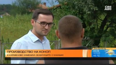 Чиста марихуана, индустриален коноп - има ли разлика?
