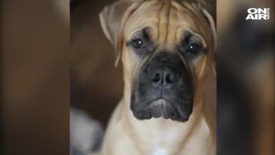 Куче прекоси 200 км през Сибир, за да се върне при собственика си