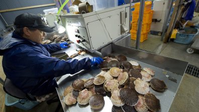 Все повече японци работят след 70-годишна възраст