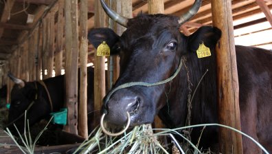 Тонове кокаин и мъртви животни: Шокиращите маршрути на наркокартелите