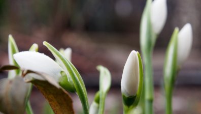 Празнуваме Атанасовден - зимата започва да отстъпва на пролетта