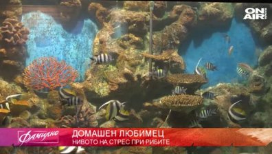 Танци на пилон - спорт, грация и еротика