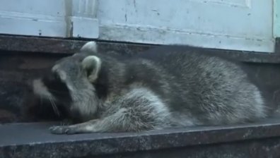 Пиян енот се разходи на традиционен коледен базар в Германия (Видео)