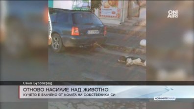 Брутална агресия срещу куче