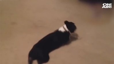 Кучето пазач