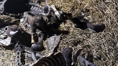 БАБХ потвърди случай на антракс в село край Силистра