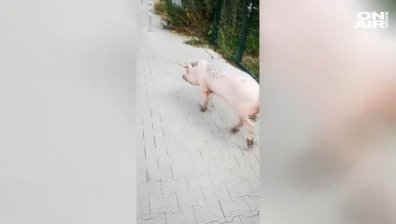 Прасе на дефиле в центъра на столицата