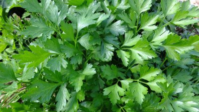 Магданозът прочиства бъбреците и ограничава акнето