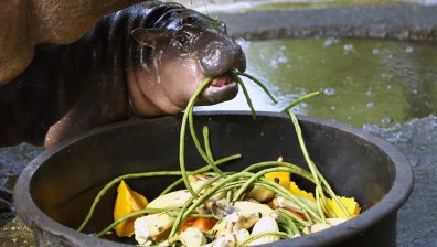 Бебе хипопотам предсказа кой ще спечели изборите в САЩ (+ВИДЕО)