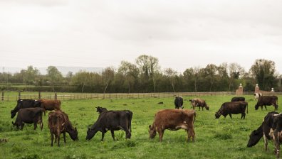 БАБХ предупреди българските животновъди за огнище на шап в Унгария