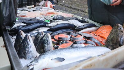 БАБХ разпореди унищожаването на 436 кг риба след проверките покрай Никулден