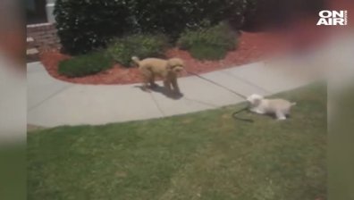 Двама неразделни приятели