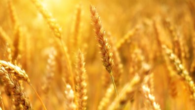 Алтернативен маршрут за украинското зърно: Ще спаси ли Румъния света от глад?