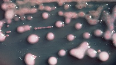 Нелечими инфекции плъзват из Европа