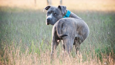 Питбул нахапа 7-годишно дете в Пловдив, издирват собственичката му