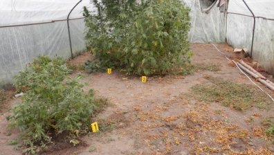 Иззеха 100 килограма марихуана в Пазарджишко